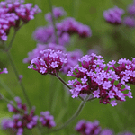 Verbena pianta magica, una pianta di verbena officinalis di colore viola