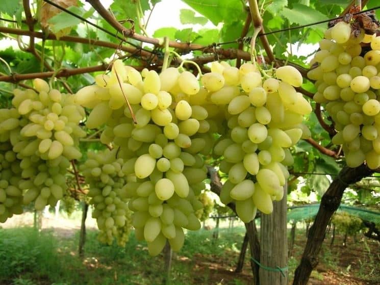 uva-pizzutella_NG1